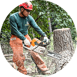 tree service/ tree removal